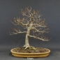 Preview: Fagus crenata, Kerbbuche, Bonsai