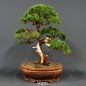 Preview: Chinesischer Wacholder Bonsai