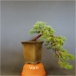 Preview: Chinesischer Wacholder Bonsai