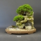 Preview: Chinesischer Wacholder Bonsai