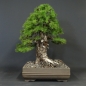 Preview: Bonsai, Lärche, Larix, Sommer