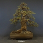 Preview: Bonsai, Lärche, Larix