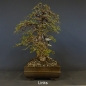 Preview: Bonsai, Lärche, Larix