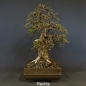 Preview: Bonsai, Lärche, Larix
