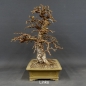 Preview: Larix, Lärche, Bonsai