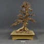 Preview: Larix, Lärche, Bonsai