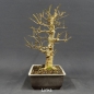 Preview: Liguster, Ligustrum vulgare