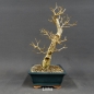 Preview: Liguster, Ligustrum vulgare