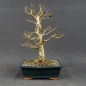 Preview: Liguster, Ligustrum vulgare