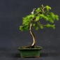 Preview: Zwergfichte, Picea