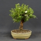 Preview: product image