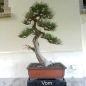 Preview: Bonsai, Pinus nigra