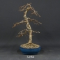Preview: Goldlärche, Bonsai