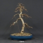 Preview: Goldlärche, Bonsai