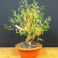 Preview: Bartblume, Bonsai