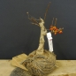 Preview: Pre-Bonsai, Celastrus, Baumwürger