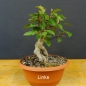 Preview: Pre-Bonsai, Malus, Liset, Zierapfel