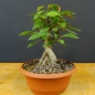 Preview: Pre-Bonsai, Malus, Liset, Zierapfel