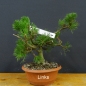 Preview: Pinus Pumilio mugo