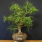 Preview: Pinus strobus Weymouthskiefer