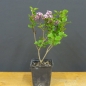 Preview: Fingerstrauch, rosa, Potentilla