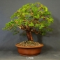 Preview: Bonsai, Taxus baccata