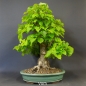 Preview: Bonsai, Linde