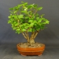 Preview: Bonsai Gemeiner Schneeball