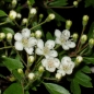 Preview: Bluete Crataegus