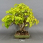 Preview: Acer ginnala links