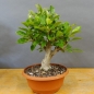 Preview: product image