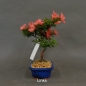 Preview: Satsuki, Azalee, Bonsai