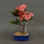 Preview: Satsuki, Azalee, Bonsai
