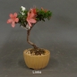 Preview: Satsuki, Azalee, Bonsai