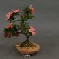 Preview: Satsuki, Azalee, Bonsai