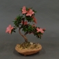 Preview: Satsuki, Azalee, Bonsai