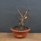 Preview: Pre-Bonsai, Sandbirke, Betula pendula