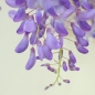 Preview: Blauregen, Wisteria Bluete