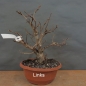 Preview: Corylus Hasel Bonsai