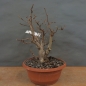 Preview: Corylus Hasel Bonsai