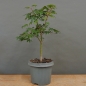 Preview: Acer palmatum vorn