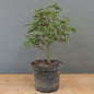 Preview: Acer palmatum vorn