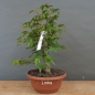 Preview: Acer palmatum links