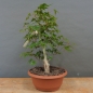 Preview: Acer palmatum vorn