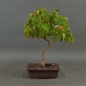 Preview: Acer buergerianum vorn