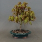 Preview: Acer palmatum Fächerahorn