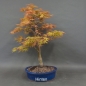 Preview: Acer palmatum Fächerahorn Katsura