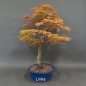 Preview: Acer palmatum Fächerahorn Katsura