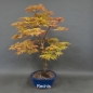 Preview: Acer palmatum Fächerahorn Katsura