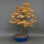 Preview: Acer palmatum Fächerahorn Katsura